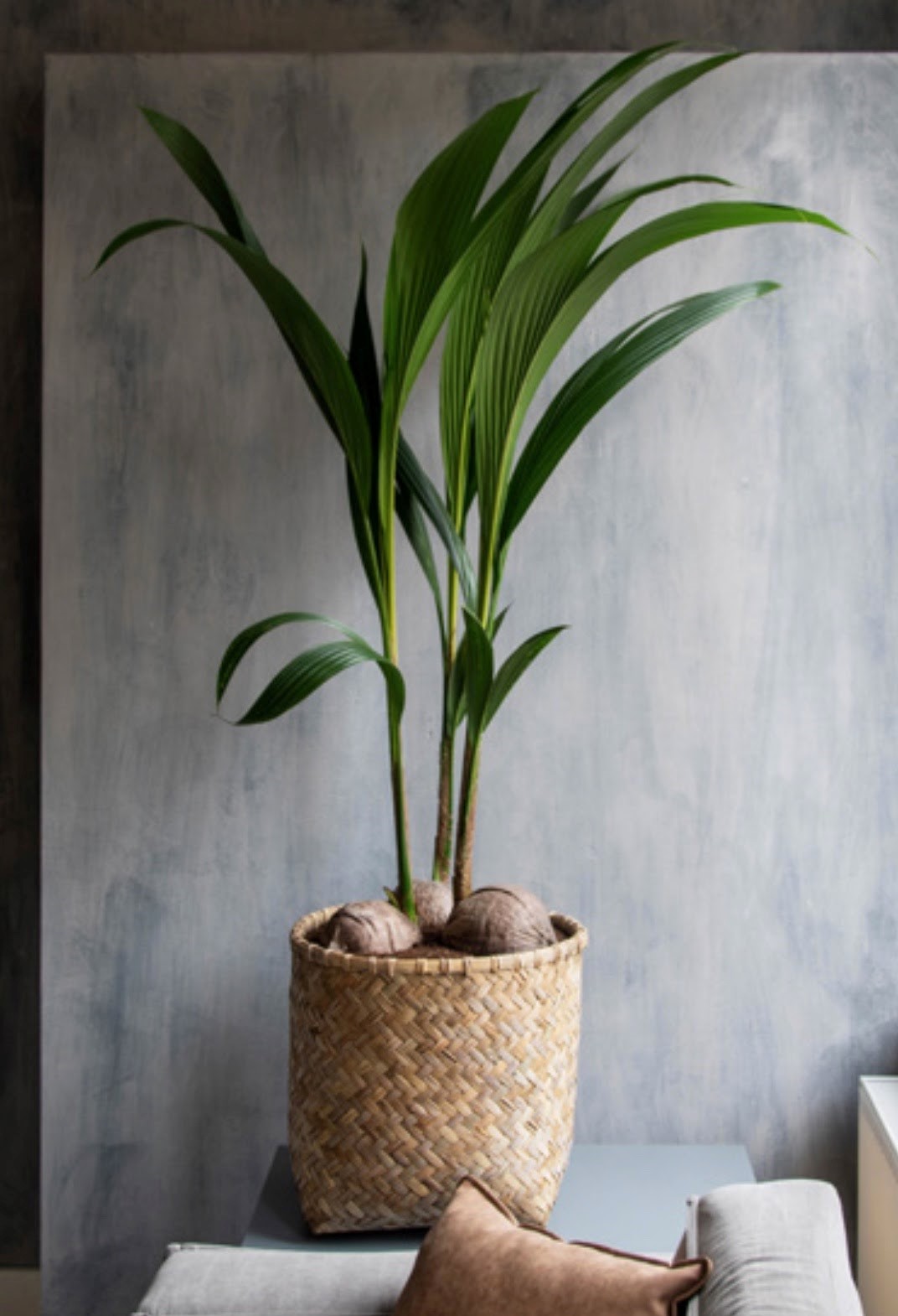 8 plantes pour un jardin au look tropical