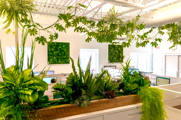 De grandes plantes d'intérieur pour votre bureau ou entreprise
