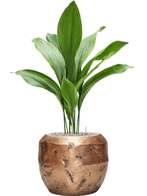 Aspidistra Elatior