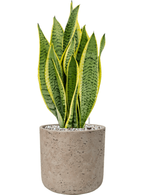 Sanseveria